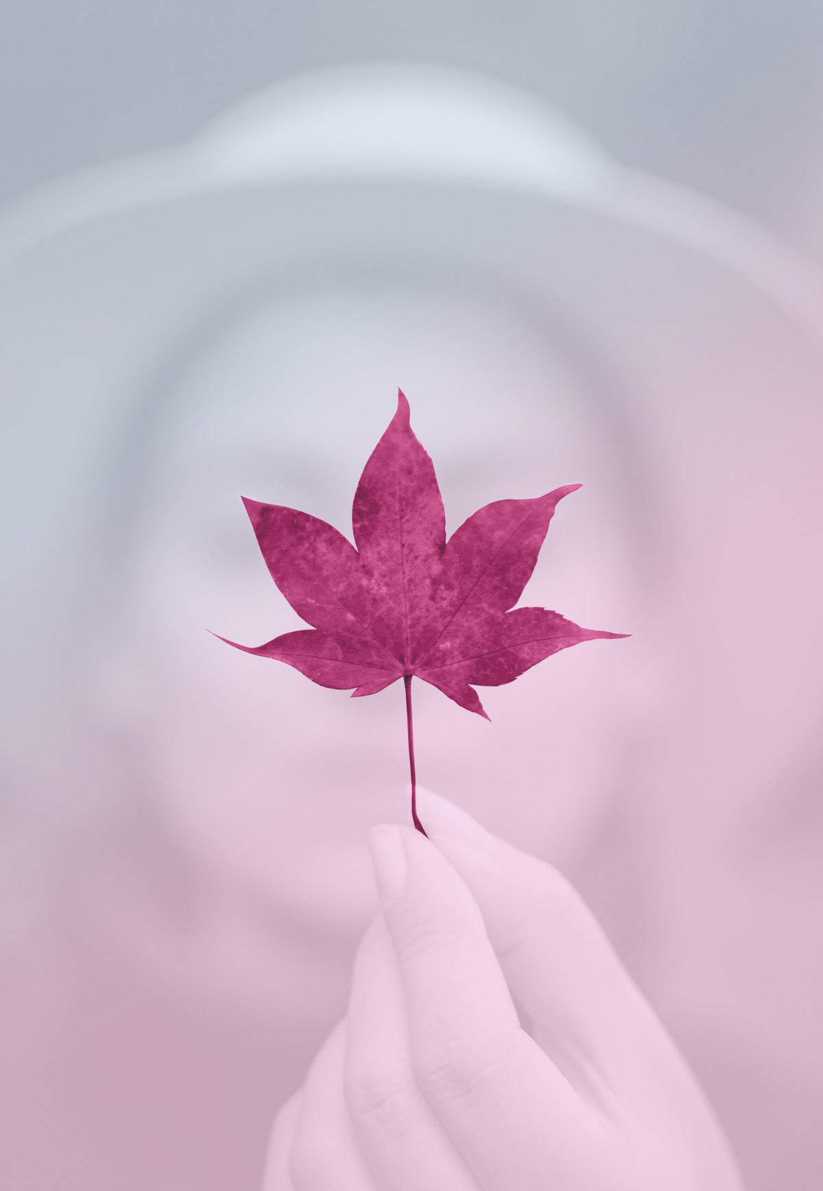 woman holding maple leaf woman holding maple leaf